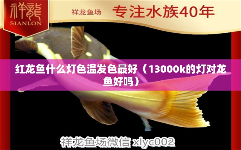 紅龍魚什么燈色溫發(fā)色最好（13000k的燈對龍魚好嗎）