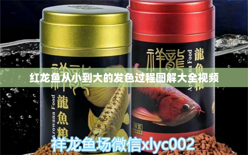 紅龍魚從小到大的發(fā)色過程圖解大全視頻 水族問答 第1張