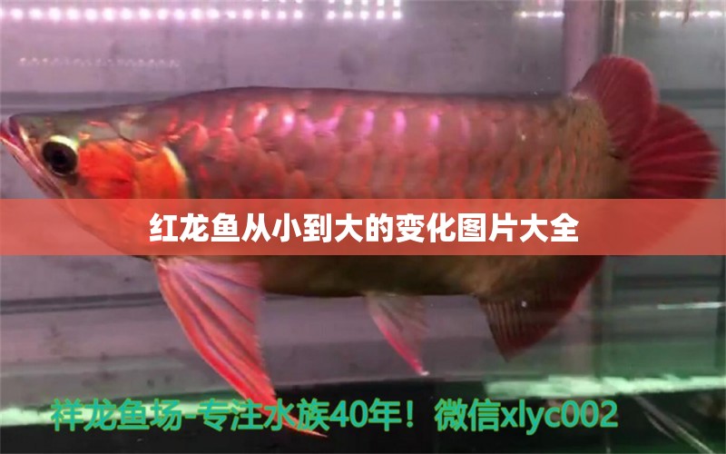 紅龍魚從小到大的變化圖片大全 水族問答 第1張