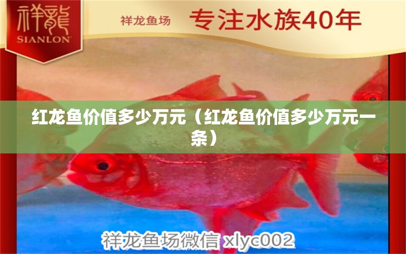 紅龍魚價值多少萬元（紅龍魚價值多少萬元一條） 印尼紅龍魚