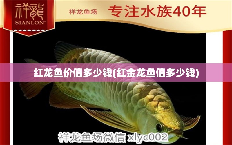 紅龍魚價(jià)值多少錢(紅金龍魚值多少錢)