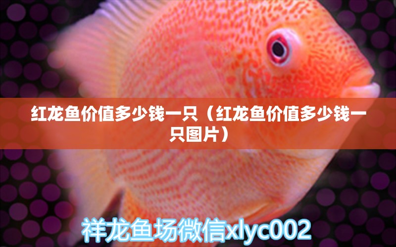 紅龍魚價值多少錢一只（紅龍魚價值多少錢一只圖片） 印尼紅龍魚