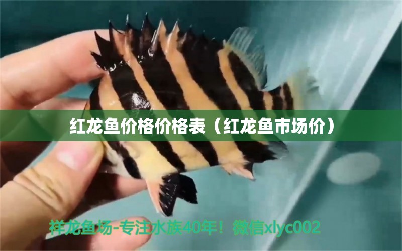 紅龍魚價(jià)格價(jià)格表（紅龍魚市場(chǎng)價(jià)） 廣州觀賞魚批發(fā)市場(chǎng)