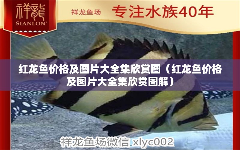 紅龍魚價(jià)格及圖片大全集欣賞圖（紅龍魚價(jià)格及圖片大全集欣賞圖解） 龍魚百科