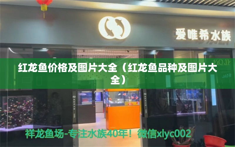 紅龍魚(yú)價(jià)格及圖片大全（紅龍魚(yú)品種及圖片大全）