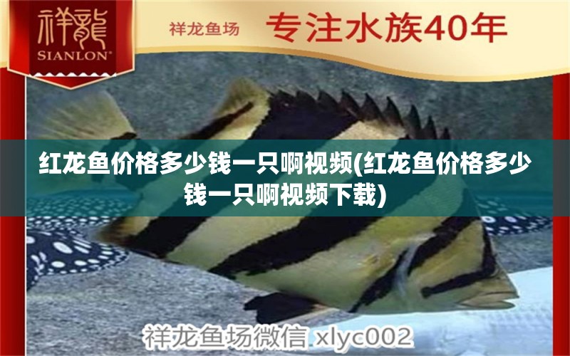 紅龍魚價(jià)格多少錢一只啊視頻(紅龍魚價(jià)格多少錢一只啊視頻下載) 過(guò)背金龍魚