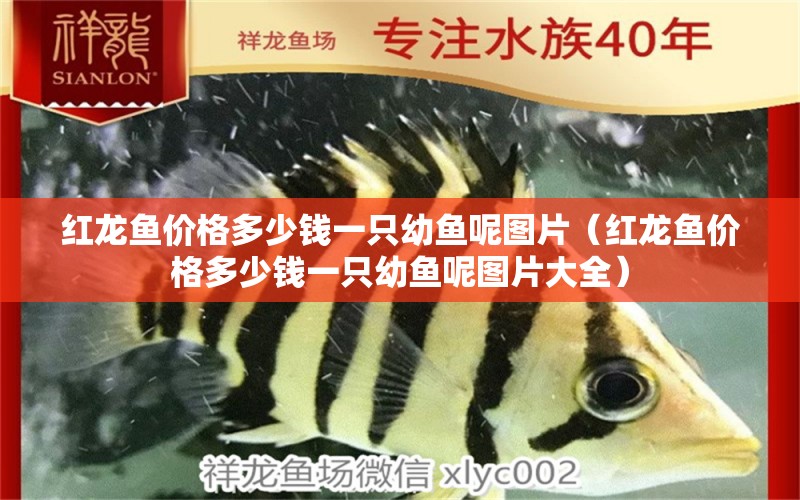 紅龍魚(yú)價(jià)格多少錢(qián)一只幼魚(yú)呢圖片（紅龍魚(yú)價(jià)格多少錢(qián)一只幼魚(yú)呢圖片大全） 印尼紅龍魚(yú)