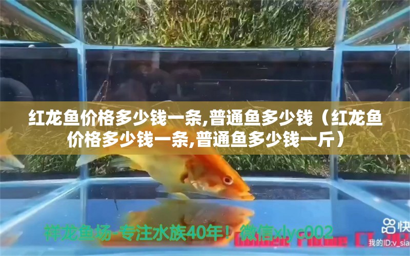 紅龍魚價格多少錢一條,普通魚多少錢（紅龍魚價格多少錢一條,普通魚多少錢一斤）