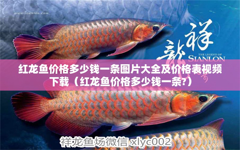 紅龍魚(yú)價(jià)格多少錢(qián)一條圖片大全及價(jià)格表視頻下載（紅龍魚(yú)價(jià)格多少錢(qián)一條?）