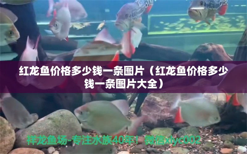 紅龍魚價(jià)格多少錢一條圖片（紅龍魚價(jià)格多少錢一條圖片大全） 印尼紅龍魚