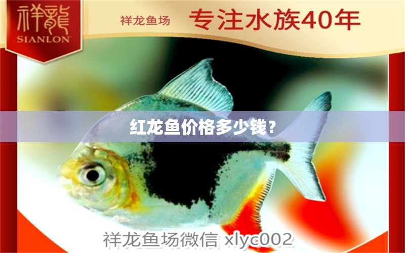 紅龍魚價格多少錢？