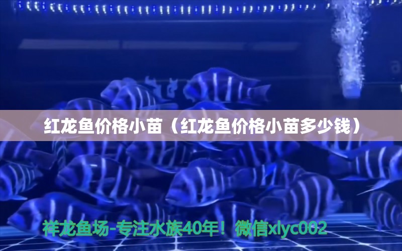 紅龍魚價格小苗（紅龍魚價格小苗多少錢） 祥龍水族醫(yī)院