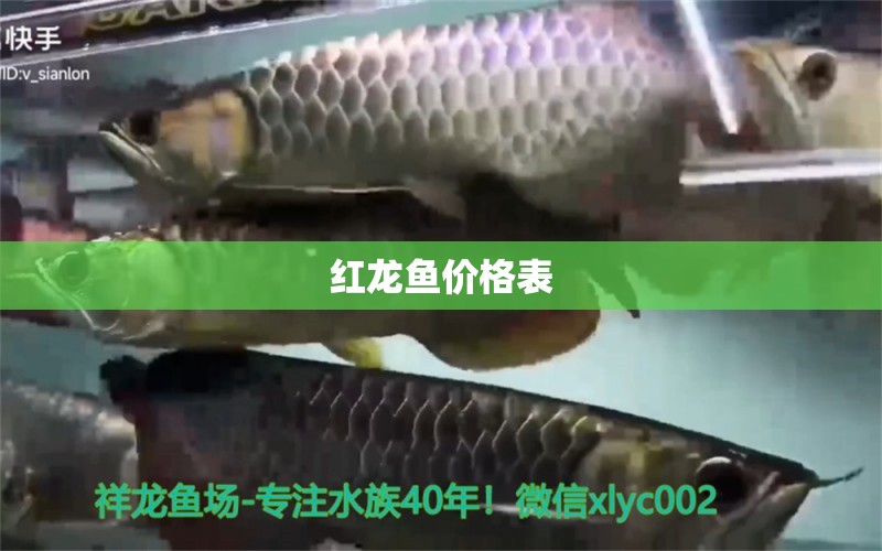 紅龍魚價(jià)格表