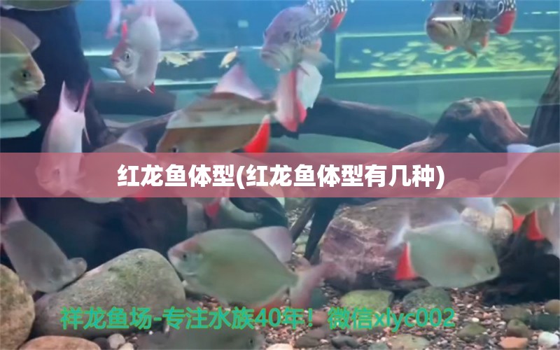 紅龍魚體型(紅龍魚體型有幾種) 元寶鯽