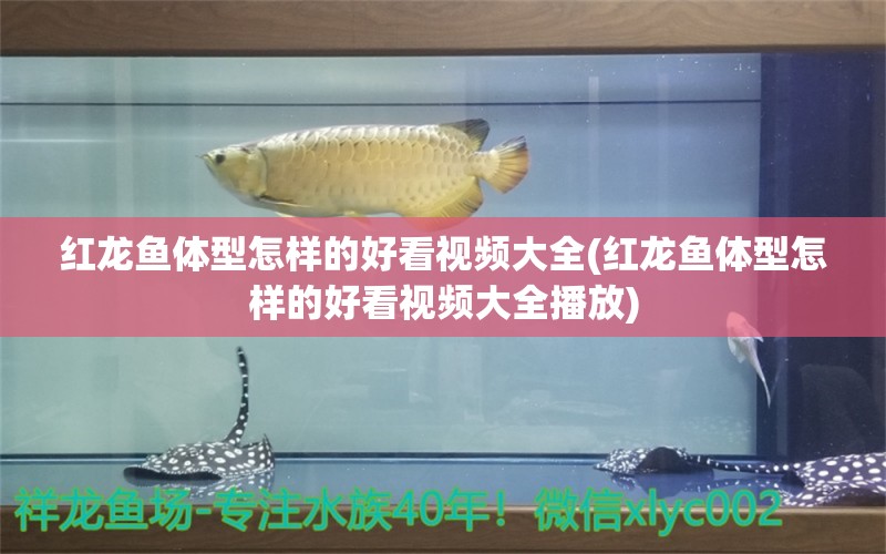 紅龍魚體型怎樣的好看視頻大全(紅龍魚體型怎樣的好看視頻大全播放) 帝王三間魚 第1張