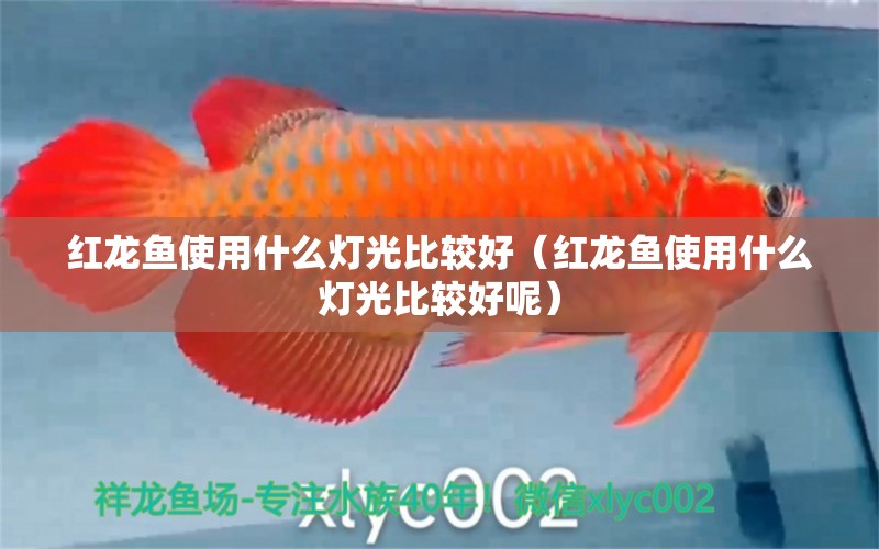 紅龍魚使用什么燈光比較好（紅龍魚使用什么燈光比較好呢）