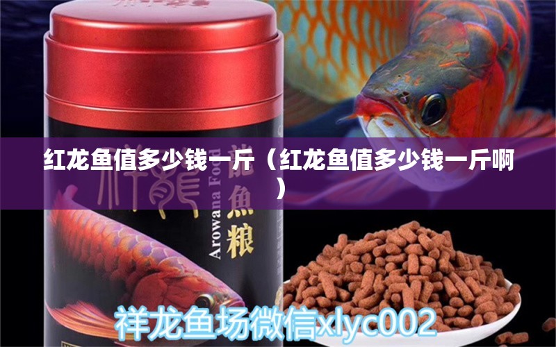 紅龍魚(yú)值多少錢(qián)一斤（紅龍魚(yú)值多少錢(qián)一斤?。?龍魚(yú)百科