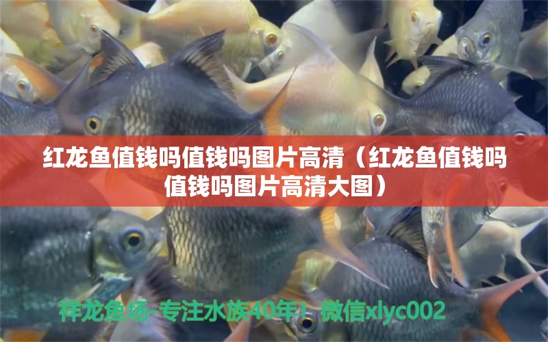 紅龍魚(yú)值錢(qián)嗎值錢(qián)嗎圖片高清（紅龍魚(yú)值錢(qián)嗎值錢(qián)嗎圖片高清大圖） 龍魚(yú)百科