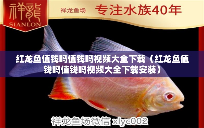 紅龍魚值錢嗎值錢嗎視頻大全下載（紅龍魚值錢嗎值錢嗎視頻大全下載安裝） 龍魚百科