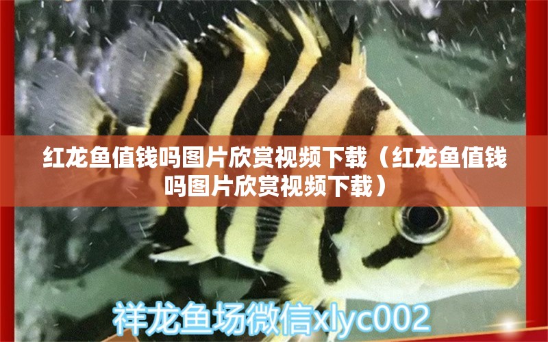 紅龍魚值錢嗎圖片欣賞視頻下載（紅龍魚值錢嗎圖片欣賞視頻下載）