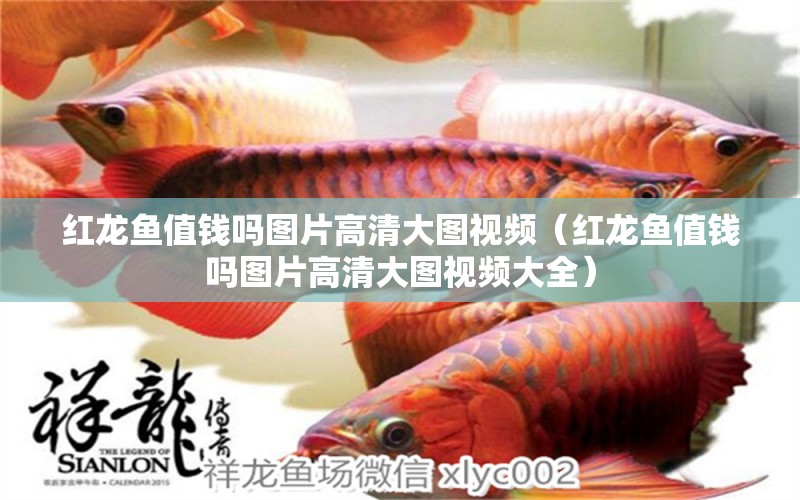 紅龍魚值錢嗎圖片高清大圖視頻（紅龍魚值錢嗎圖片高清大圖視頻大全）