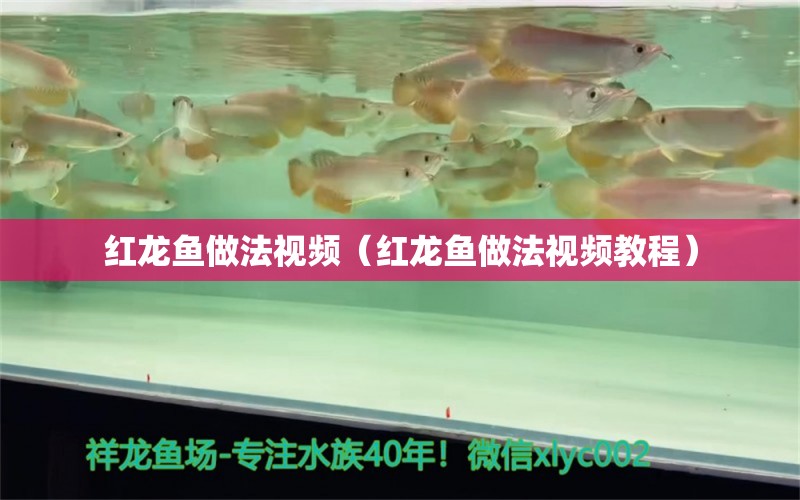 紅龍魚做法視頻（紅龍魚做法視頻教程） 2024第28屆中國國際寵物水族展覽會CIPS（長城寵物展2024 CIPS）