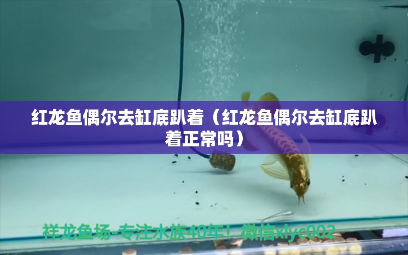 紅龍魚偶爾去缸底趴著（紅龍魚偶爾去缸底趴著正常嗎）