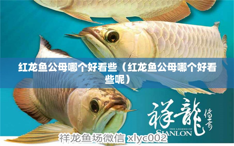 紅龍魚公母哪個好看些（紅龍魚公母哪個好看些呢） 龍魚百科