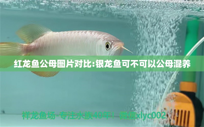 紅龍魚公母圖片對(duì)比:銀龍魚可不可以公母混養(yǎng)