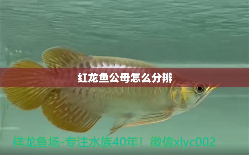 紅龍魚公母怎么分辨