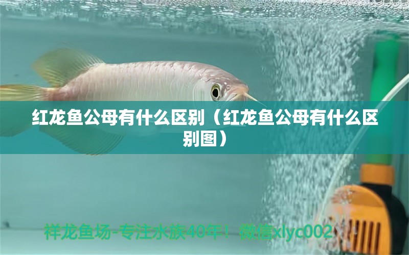 紅龍魚公母有什么區(qū)別（紅龍魚公母有什么區(qū)別圖） 魟魚相關(guān)