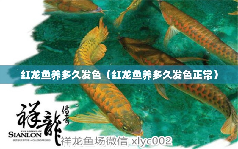 紅龍魚養(yǎng)多久發(fā)色（紅龍魚養(yǎng)多久發(fā)色正常） 印尼紅龍魚