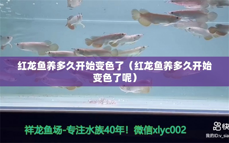 紅龍魚養(yǎng)多久開始變色了（紅龍魚養(yǎng)多久開始變色了呢） 紅龍魚魚糧飼料