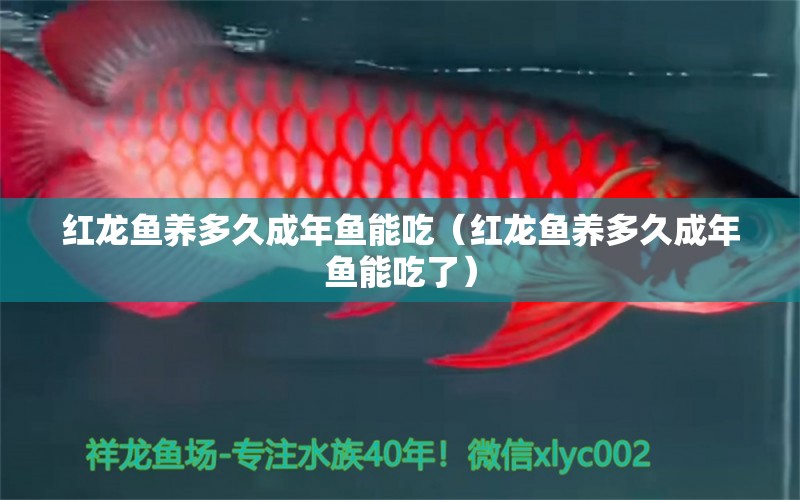 紅龍魚養(yǎng)多久成年魚能吃（紅龍魚養(yǎng)多久成年魚能吃了） 龍魚百科