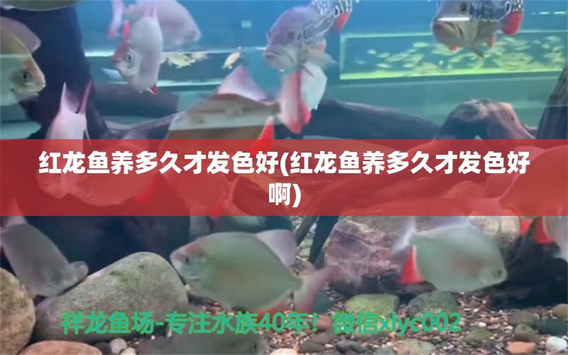 紅龍魚養(yǎng)多久才發(fā)色好(紅龍魚養(yǎng)多久才發(fā)色好啊) 白子銀版魚苗