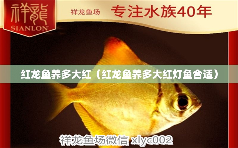 紅龍魚養(yǎng)多大紅（紅龍魚養(yǎng)多大紅燈魚合適） 印尼紅龍魚