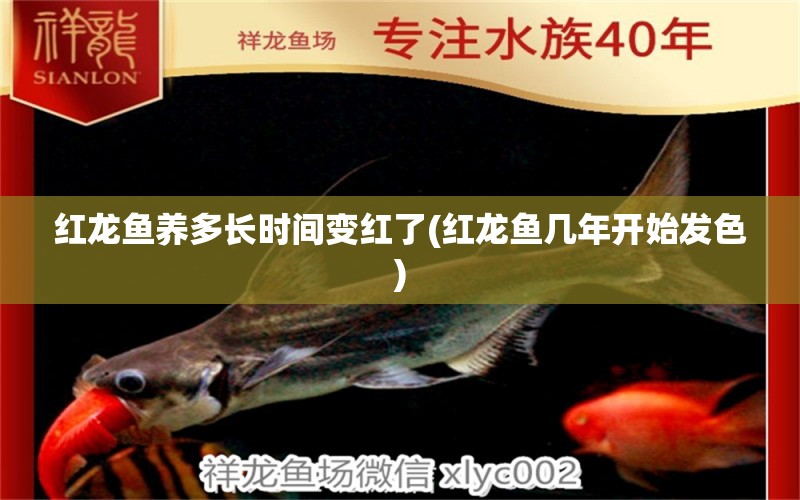 紅龍魚(yú)養(yǎng)多長(zhǎng)時(shí)間變紅了(紅龍魚(yú)幾年開(kāi)始發(fā)色) 紅龍福龍魚(yú)