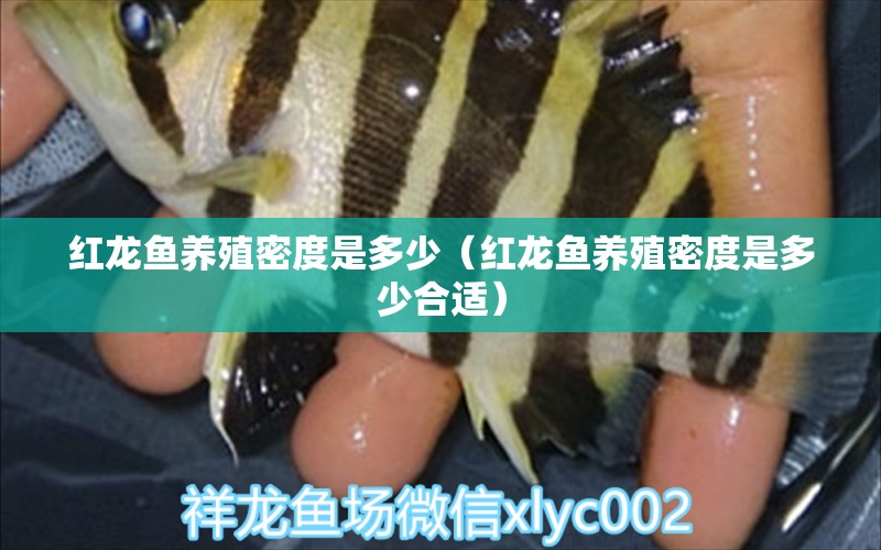 紅龍魚(yú)養(yǎng)殖密度是多少（紅龍魚(yú)養(yǎng)殖密度是多少合適） 龍魚(yú)百科