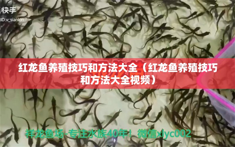 紅龍魚養(yǎng)殖技巧和方法大全（紅龍魚養(yǎng)殖技巧和方法大全視頻）