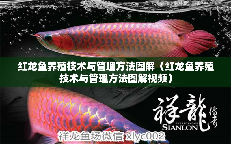 紅龍魚養(yǎng)殖技術(shù)與管理方法圖解（紅龍魚養(yǎng)殖技術(shù)與管理方法圖解視頻）