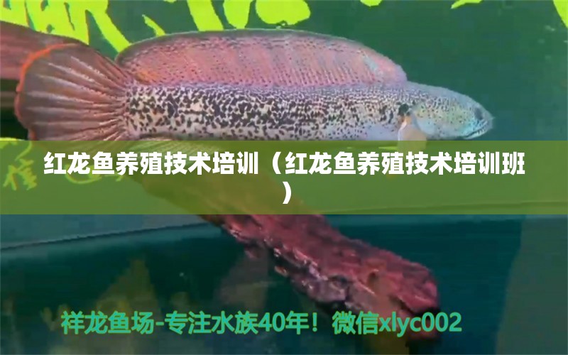 紅龍魚養(yǎng)殖技術(shù)培訓(xùn)（紅龍魚養(yǎng)殖技術(shù)培訓(xùn)班）