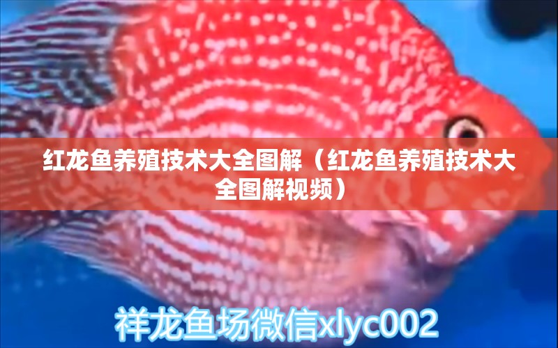 紅龍魚養(yǎng)殖技術(shù)大全圖解（紅龍魚養(yǎng)殖技術(shù)大全圖解視頻）