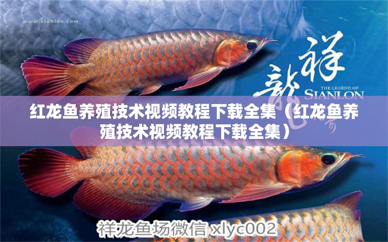 紅龍魚養(yǎng)殖技術(shù)視頻教程下載全集（紅龍魚養(yǎng)殖技術(shù)視頻教程下載全集）