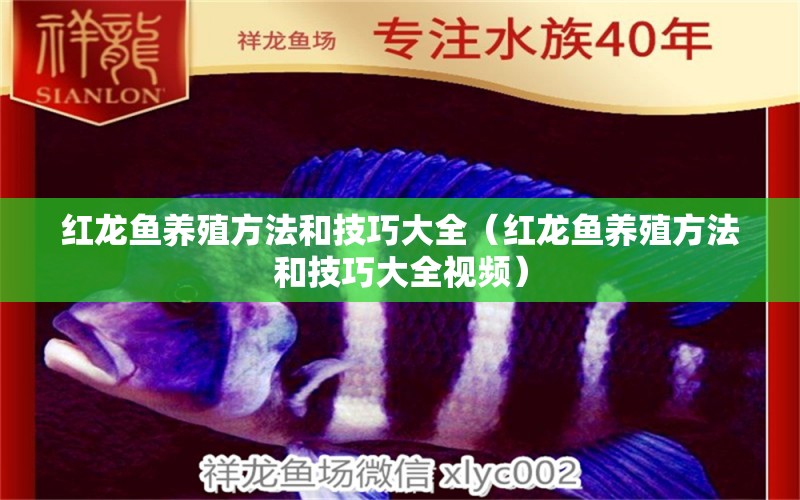 紅龍魚養(yǎng)殖方法和技巧大全（紅龍魚養(yǎng)殖方法和技巧大全視頻）