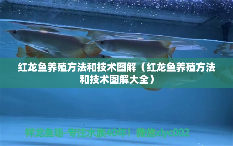 紅龍魚養(yǎng)殖方法和技術(shù)圖解（紅龍魚養(yǎng)殖方法和技術(shù)圖解大全） 森森魚缸