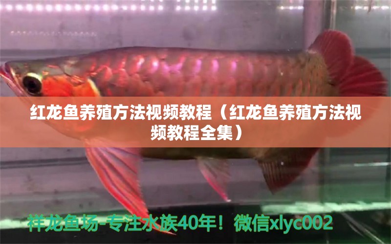 紅龍魚養(yǎng)殖方法視頻教程（紅龍魚養(yǎng)殖方法視頻教程全集）