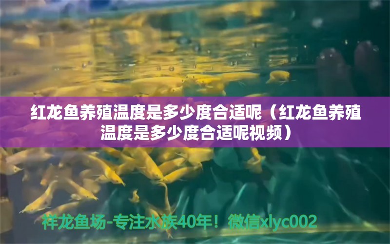 紅龍魚養(yǎng)殖溫度是多少度合適呢（紅龍魚養(yǎng)殖溫度是多少度合適呢視頻） 龍魚百科