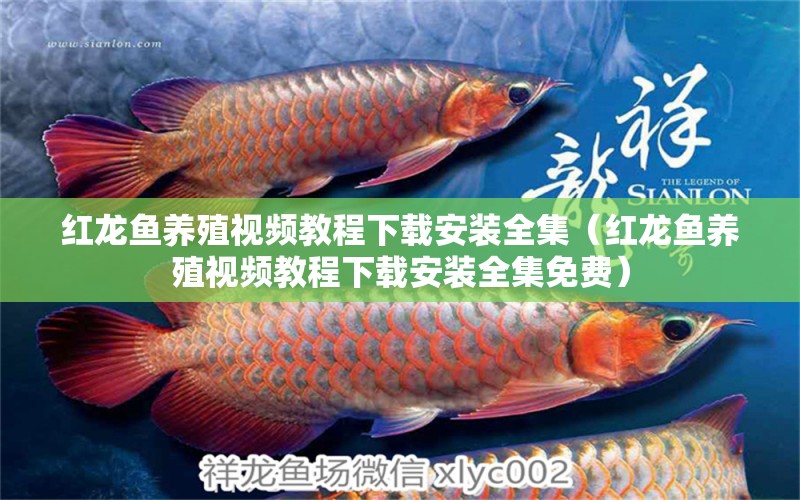 紅龍魚養(yǎng)殖視頻教程下載安裝全集（紅龍魚養(yǎng)殖視頻教程下載安裝全集免費(fèi)） 印尼紅龍魚