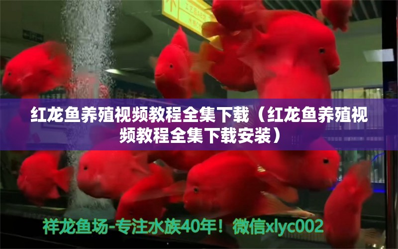 紅龍魚養(yǎng)殖視頻教程全集下載（紅龍魚養(yǎng)殖視頻教程全集下載安裝） 印尼紅龍魚