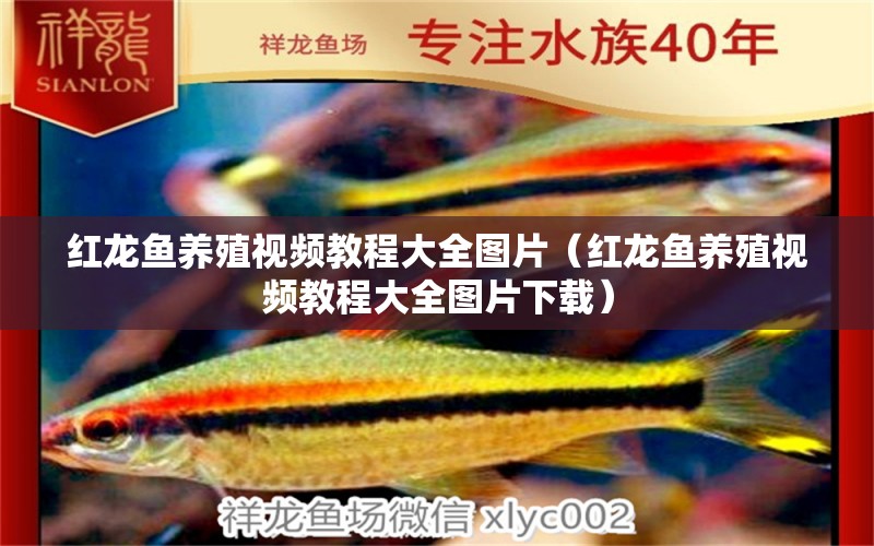 紅龍魚養(yǎng)殖視頻教程大全圖片（紅龍魚養(yǎng)殖視頻教程大全圖片下載） 印尼紅龍魚